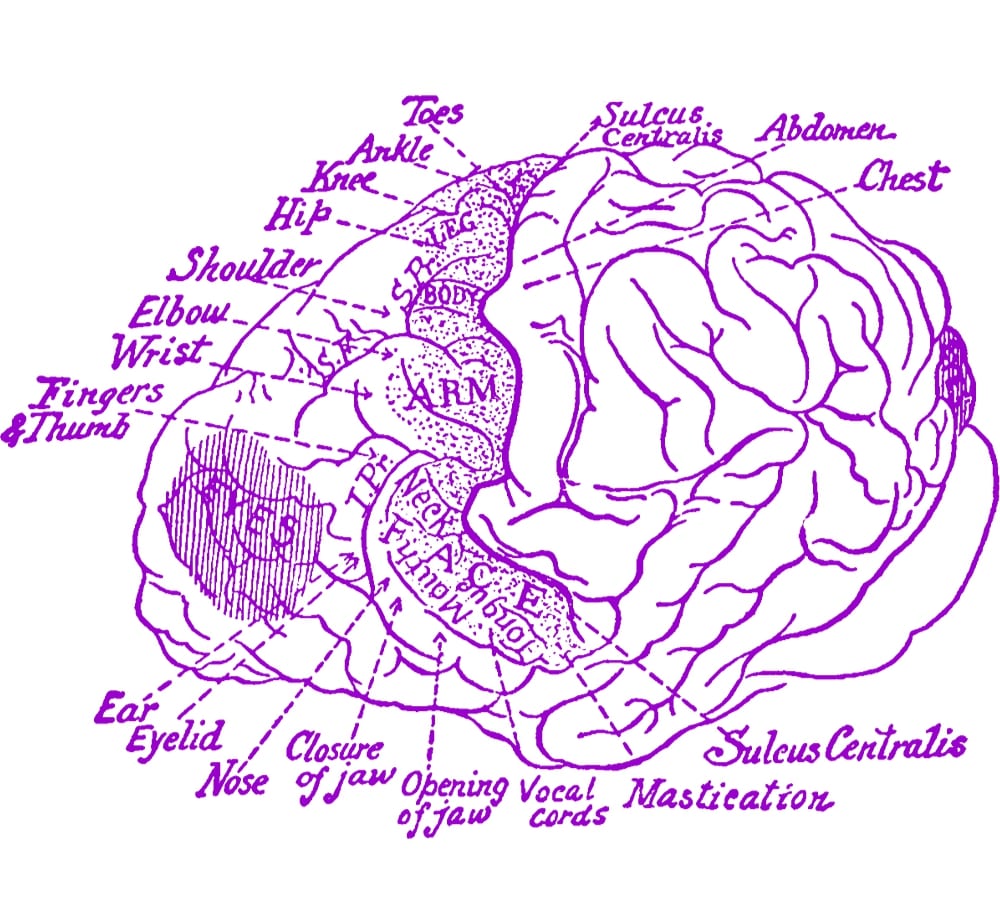 Schema ariilor Brodmann