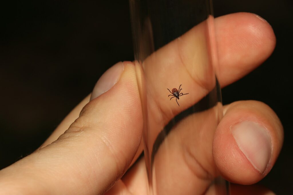 Boala Lyme (borelioza) – cauze, simptome, diagnostic și tratament