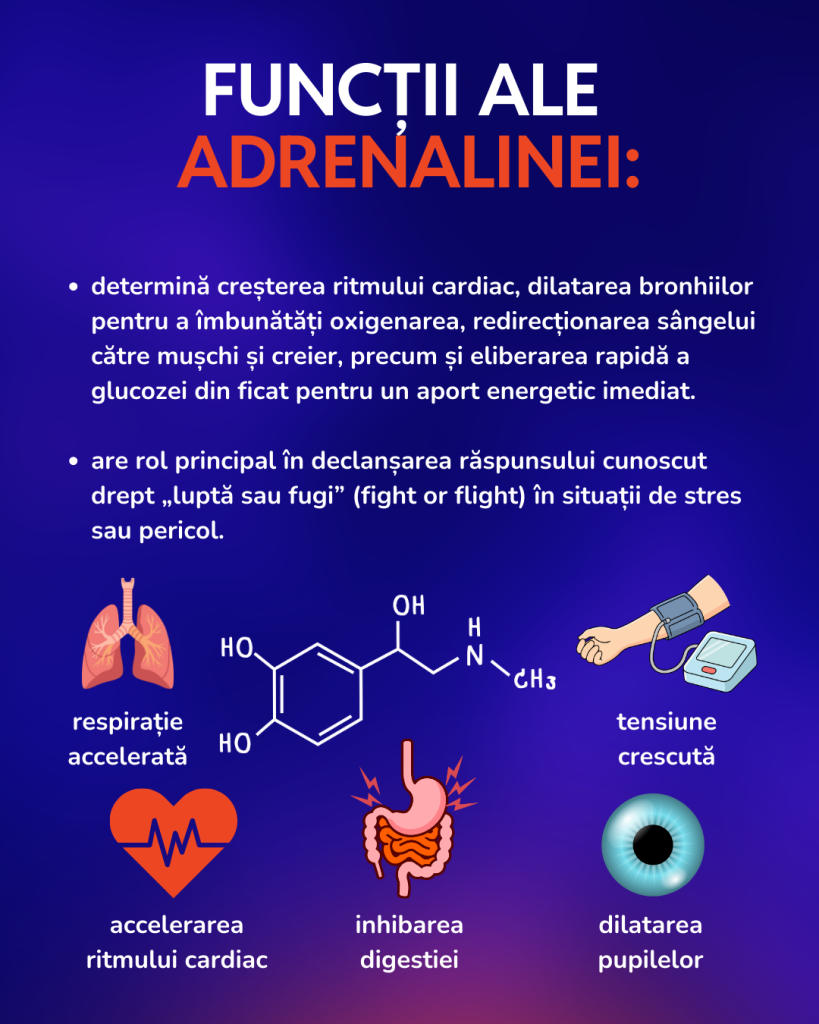 Infografic: ce declanșează adrenalina și cum acționează în organism