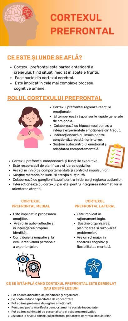 Infografic: rolul cortexului prefrontal și ce se întâmplă când e imatur