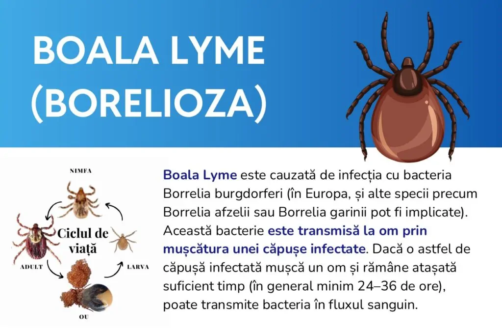 Căpușă pe piele, principala cale de transmitere a bolii Lyme