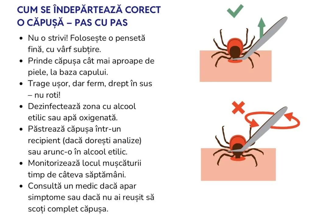 Cum se indeparteaza o capusa
