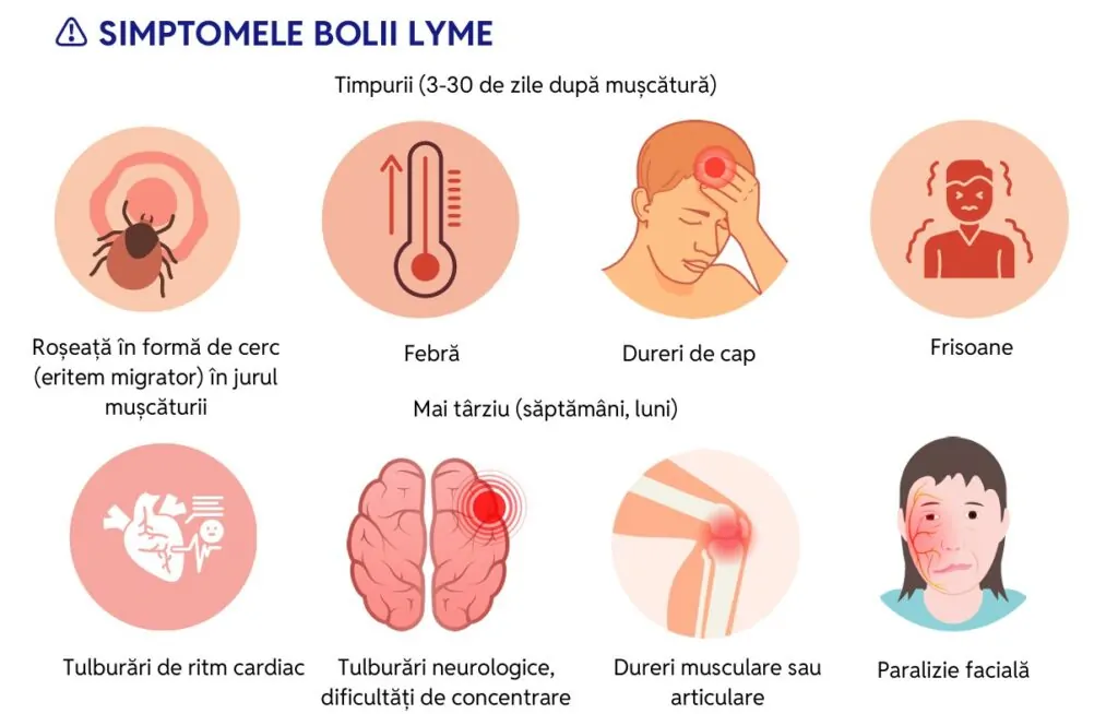 Infografic: simptomele bolii Lyme pe etape