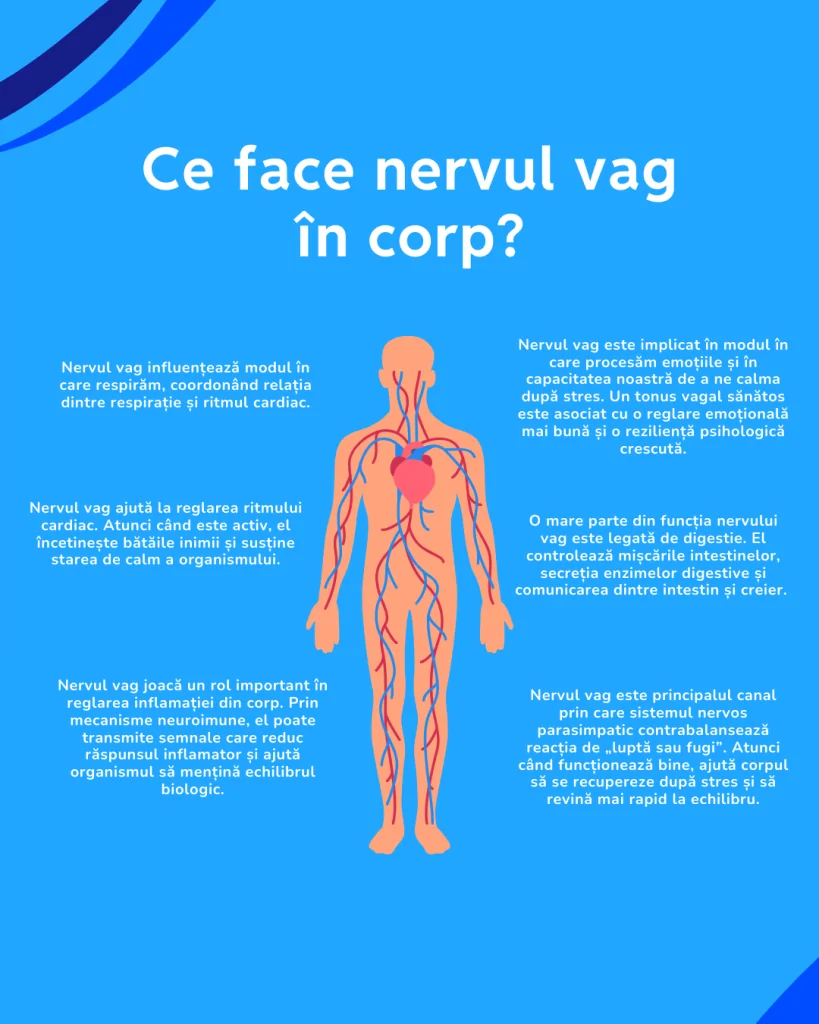 Infografic: ce face nervul vag în corp