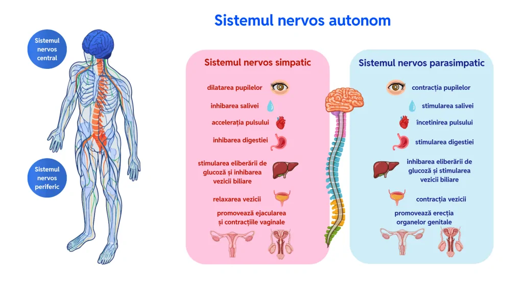 Infografic: sistemul nervos simpatic și parasimpatic, în echilibru